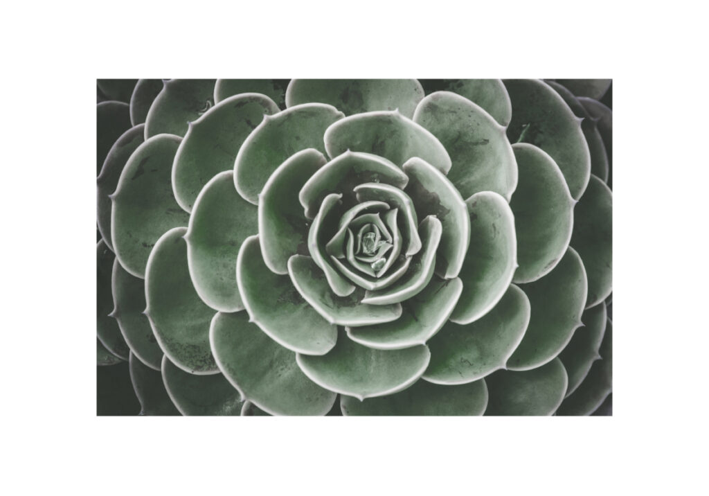 Primer plano de una suculenta verde