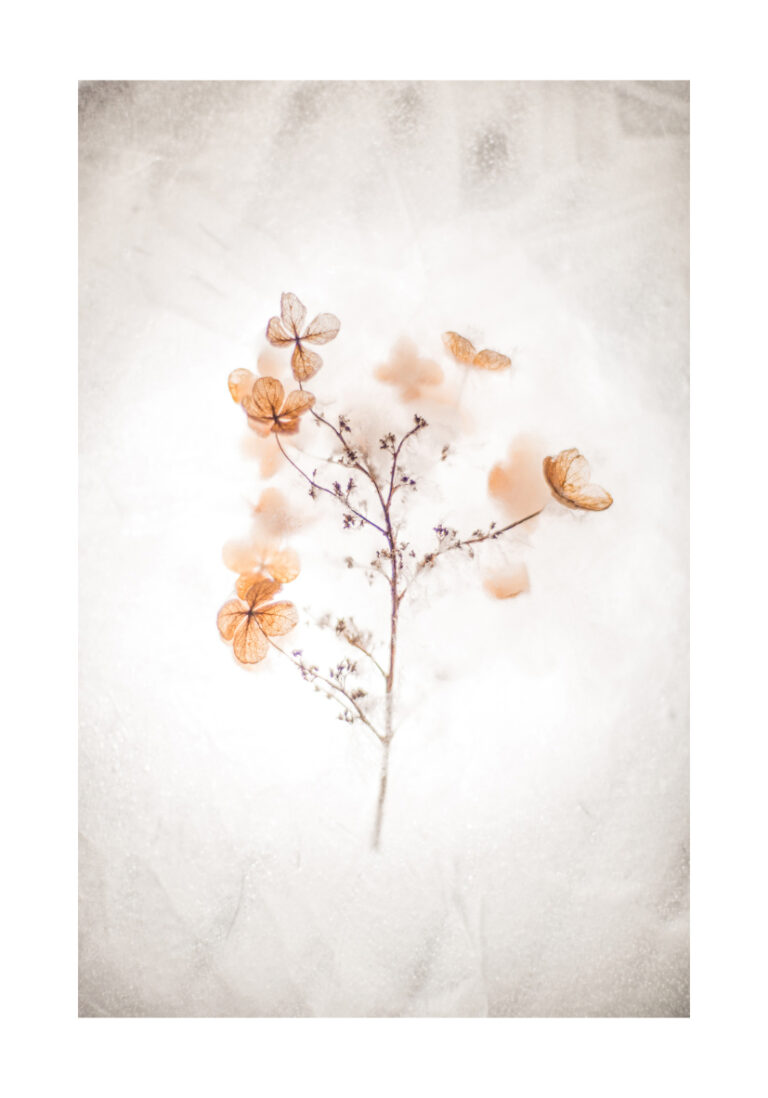 Diseño floral delicado sobre fondo blanco