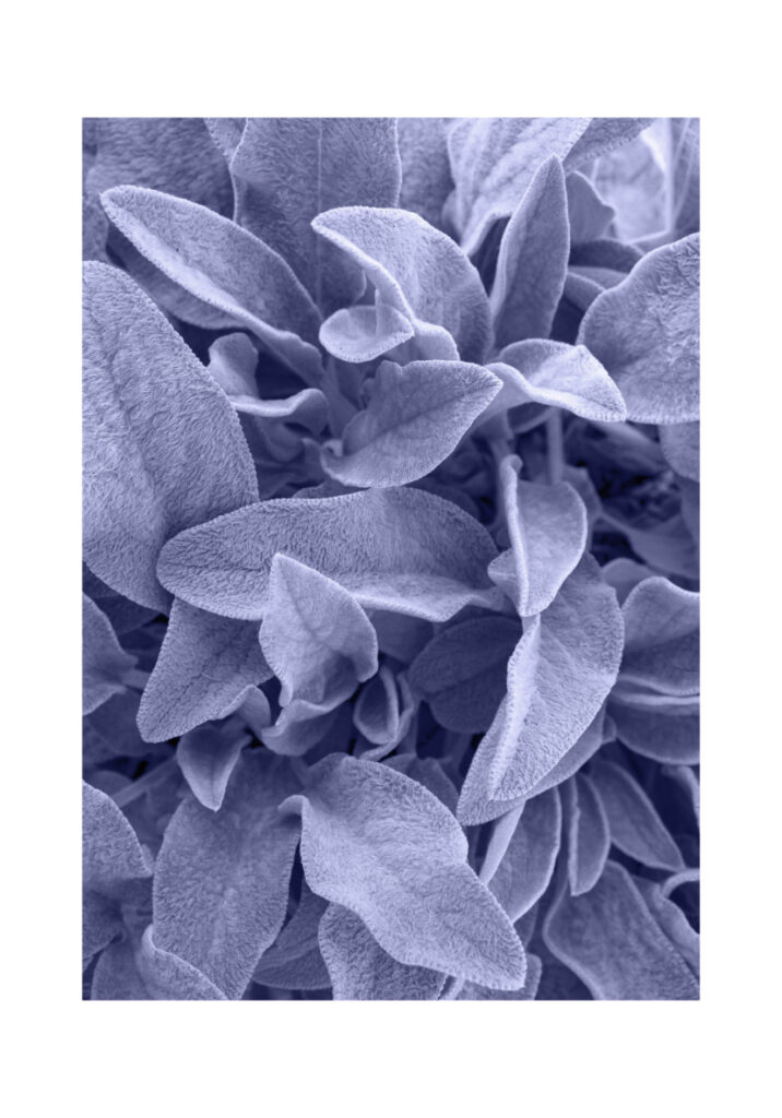 Texturas de hojas aterciopeladas suaves