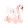 Ilustración elegante de cisne en acuarela