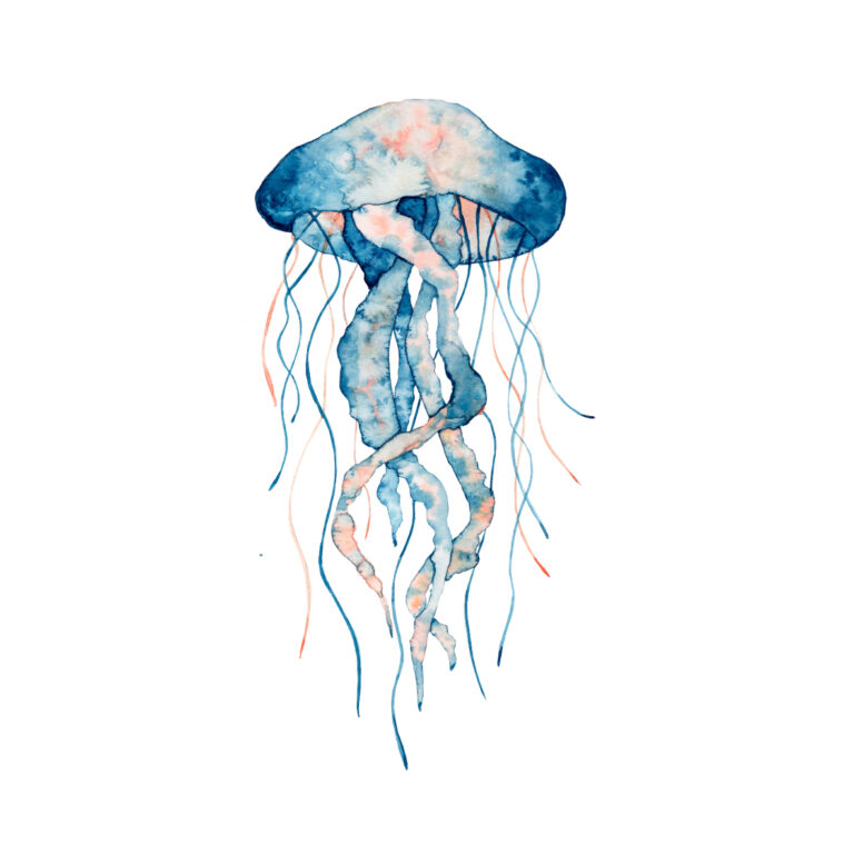 Ilustración de medusa azul en acuarela