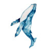 Pintura de ballena azul en acuarela