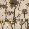 Elegantes margaritas con sombras sutiles