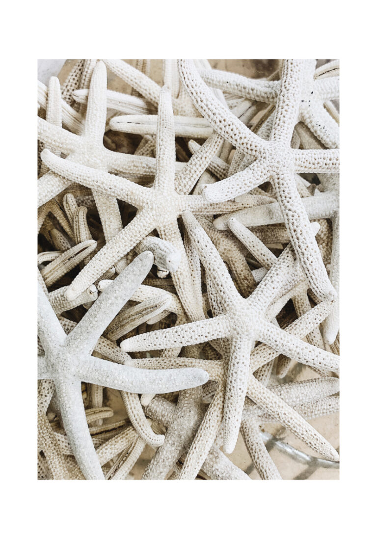 Grupo de estrellas de mar blancas naturales