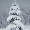 Árbol cubierto de nieve en paisaje invernal
