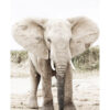Retrato majestuoso de un elefante