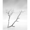 Arte monocromático minimalista de rama de árbol