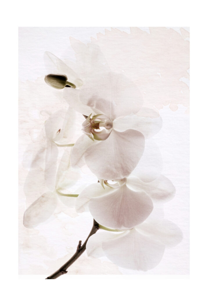 Orquídea blanca minimalista en acuarela