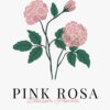 Diseño elegante de rosa rosa