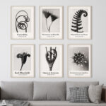 Colección de arte fotográfico botánico