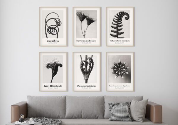 Colección de arte fotográfico botánico
