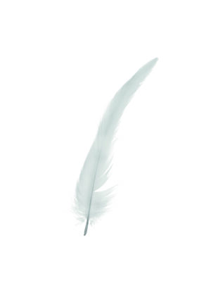 Pluma blanca elegante sobre fondo blanco minimalista.