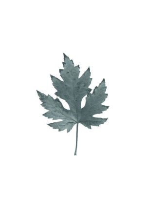 Arte minimalista monocromático de una hoja.
