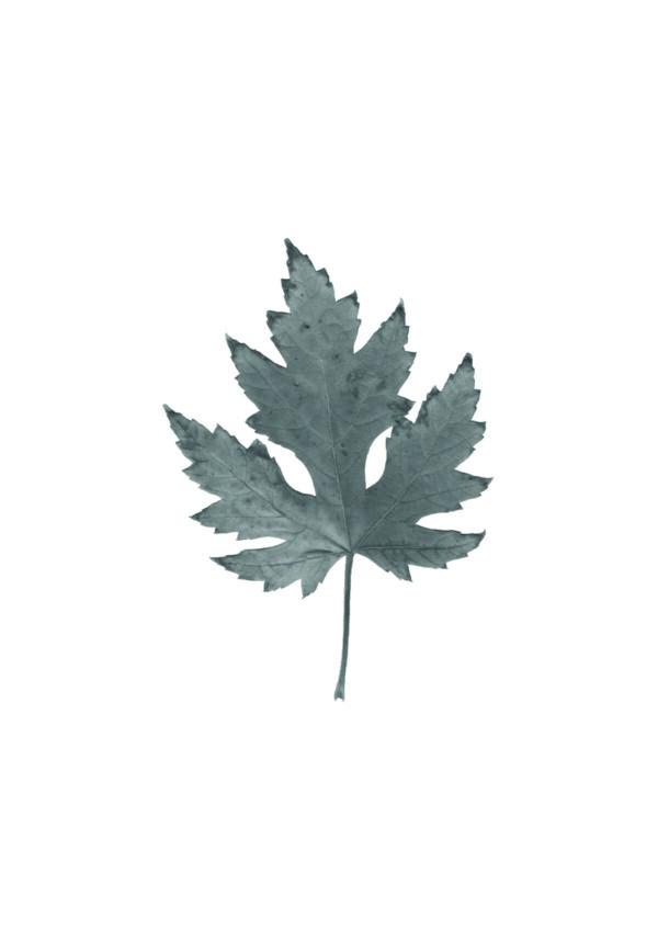 Arte minimalista monocromático de una hoja.