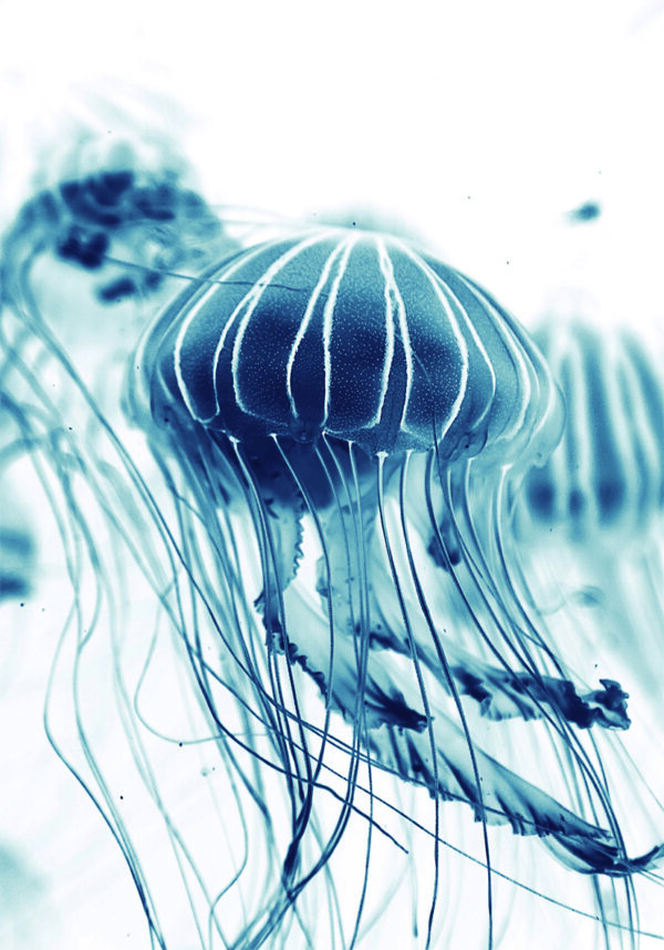 Medusa azul hipnotizante con un tono fascinante.