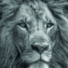 Retrato en blanco y negro de un león majestuoso.