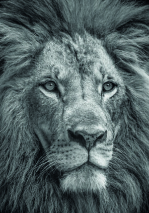 Retrato en blanco y negro de un león majestuoso.