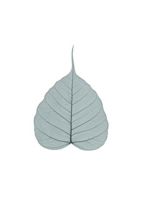 Hoja esquelética delicada con textura intrincada.