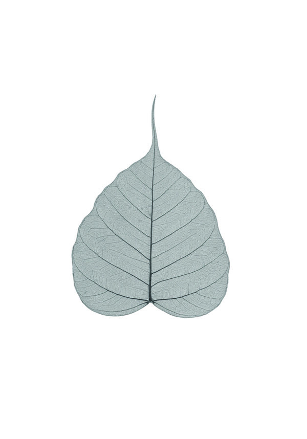 Hoja esquelética delicada con textura intrincada.