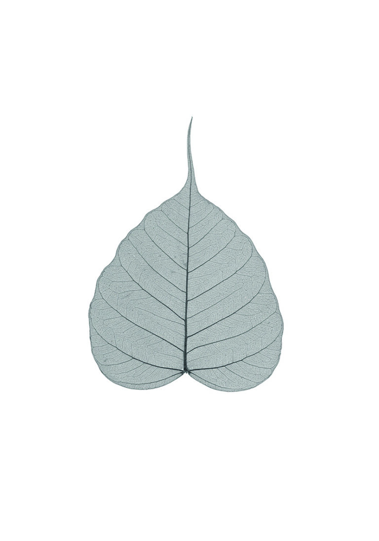 Hoja esquelética delicada con textura intrincada.