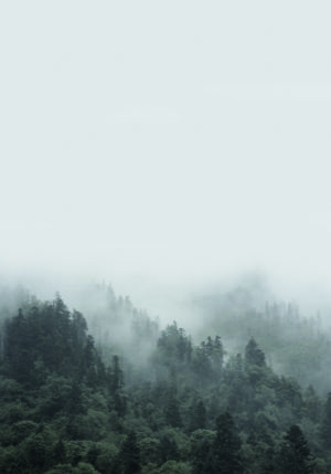Bosque brumoso en capas de niebla