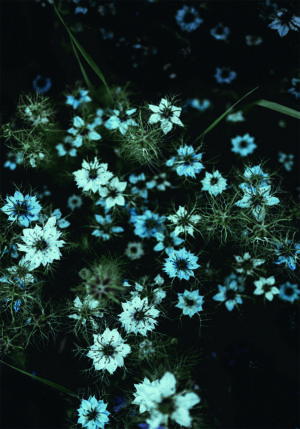 Flores azules delicadas en un fondo nocturno.