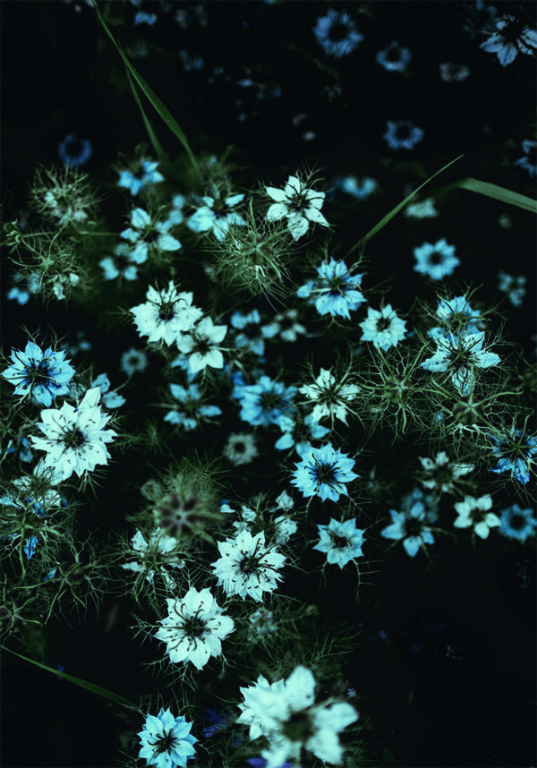 Flores azules delicadas en un fondo nocturno.