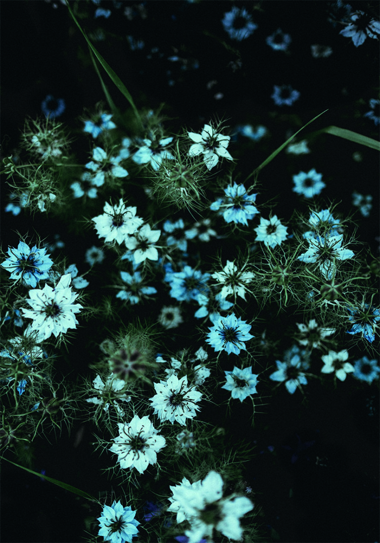 Flores azules delicadas en un fondo nocturno.