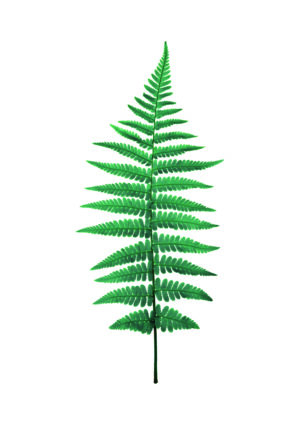 Hoja verde detallada sobre fondo blanco.