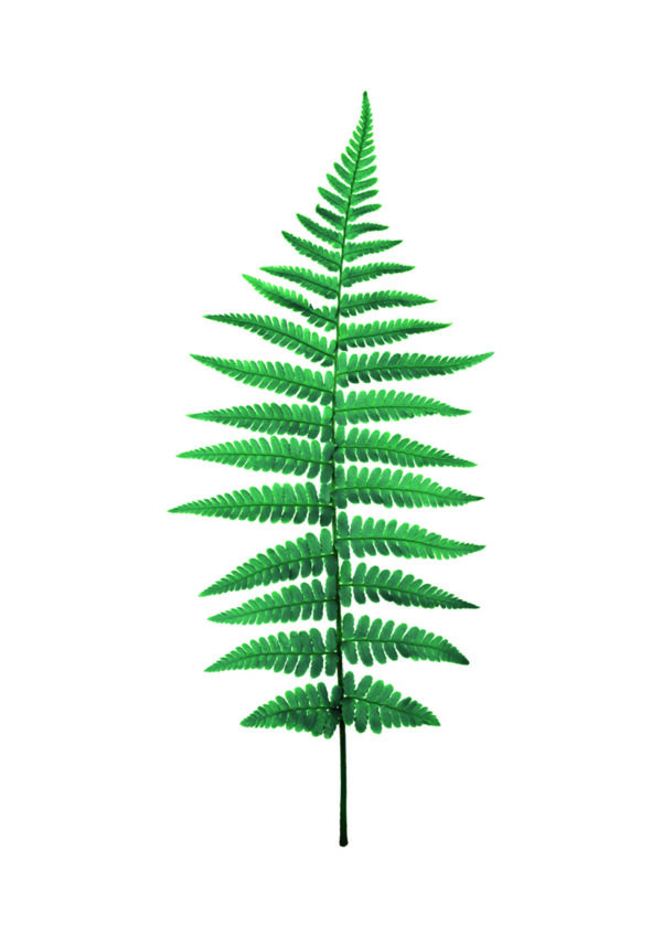 Hoja verde detallada sobre fondo blanco.