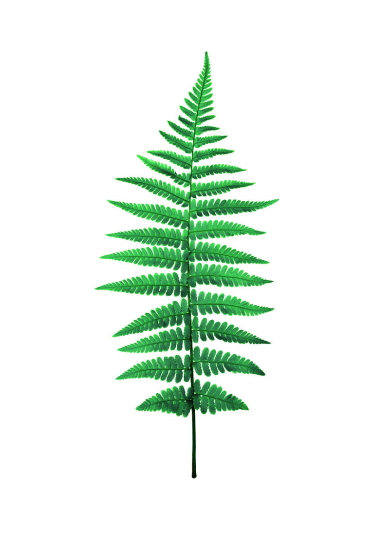 Hoja verde detallada sobre fondo blanco.