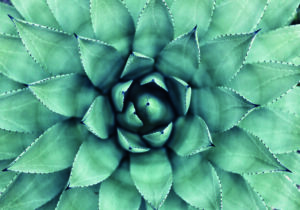 Arte abstracto en primer plano de una planta de agave.