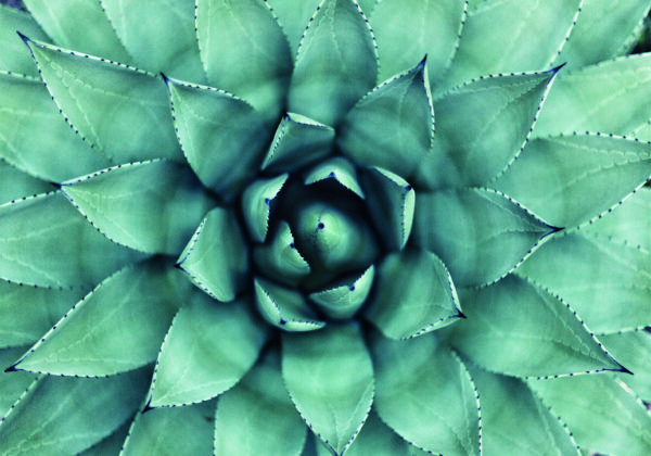 Arte abstracto en primer plano de una planta de agave.