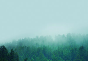 Bosque sereno envuelto en la niebla de la mañana.