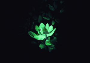 Hojas verdes iluminadas en la oscuridad
