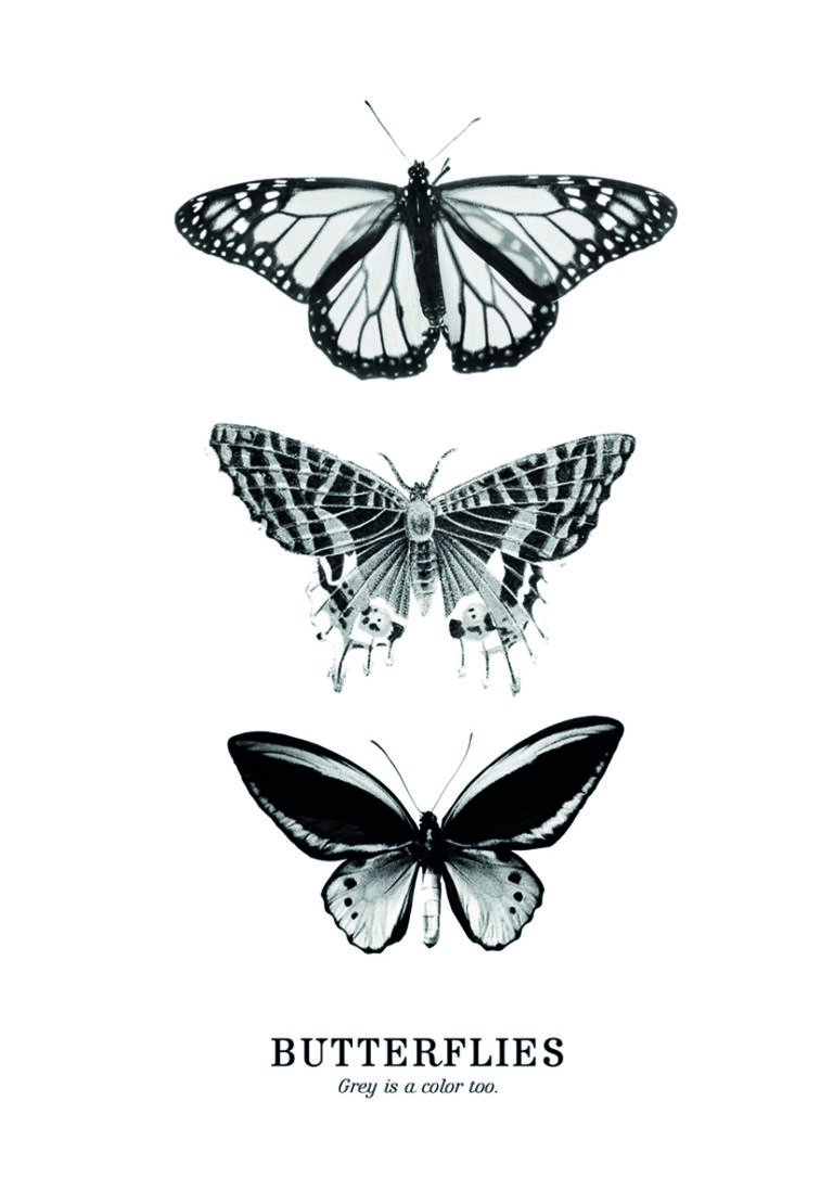 Ilustración monocromática de tres mariposas.