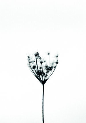Flor silvestre minimalista en blanco y negro.