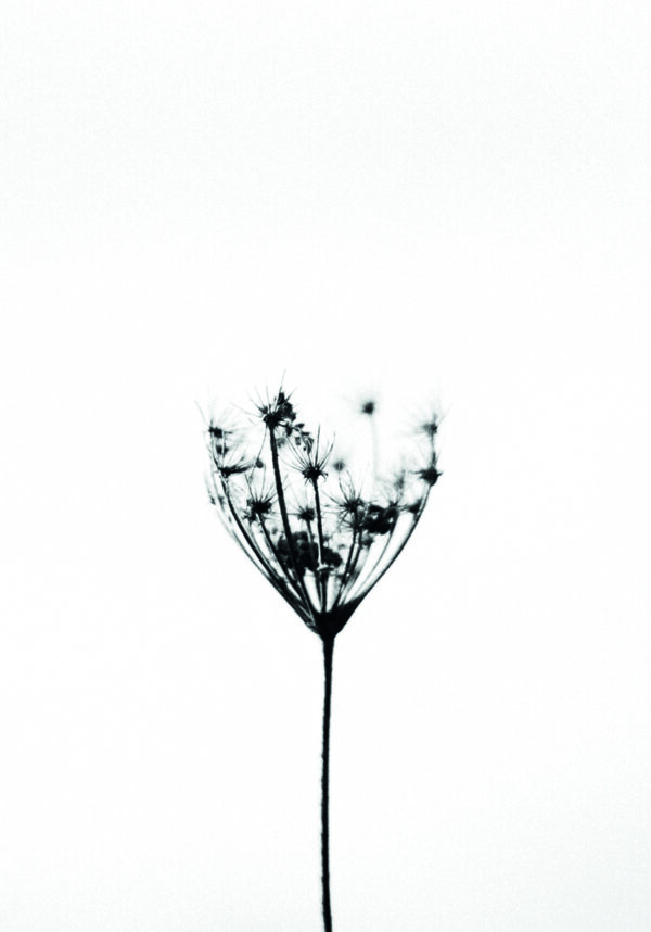 Flor silvestre minimalista en blanco y negro.