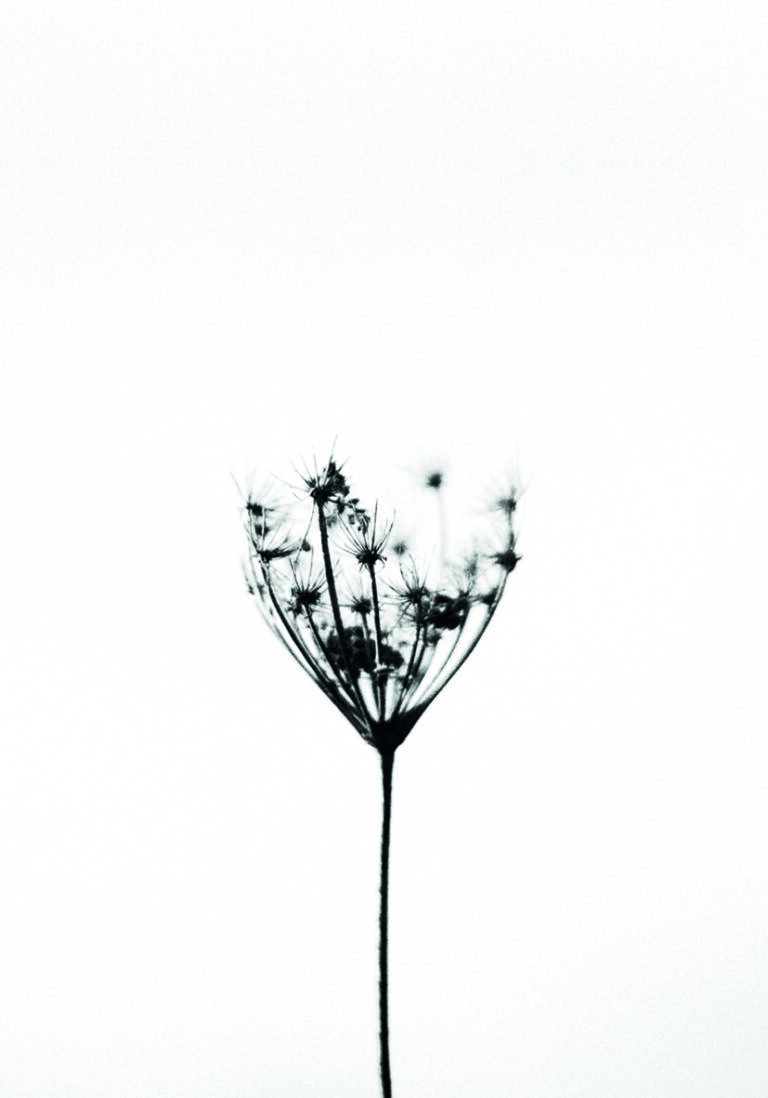 Flor silvestre minimalista en blanco y negro.