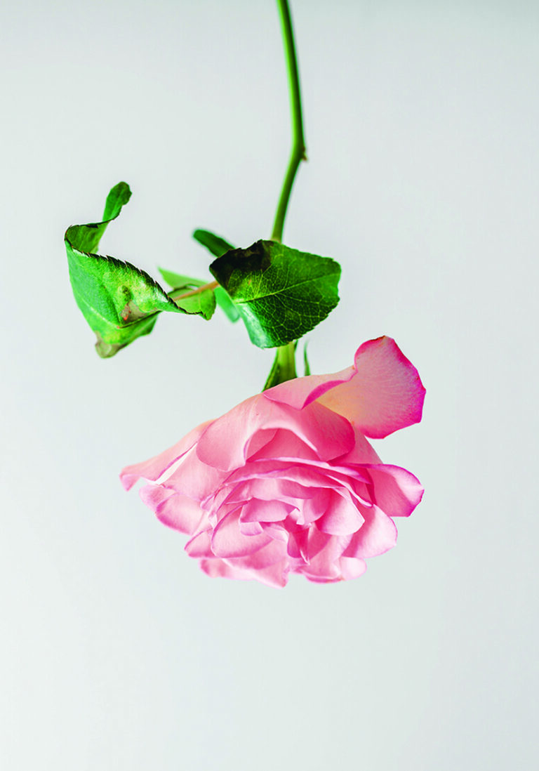 Rosa rosa delicada sobre fondo blanco