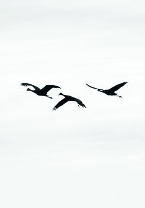 Grullas en vuelo minimalista