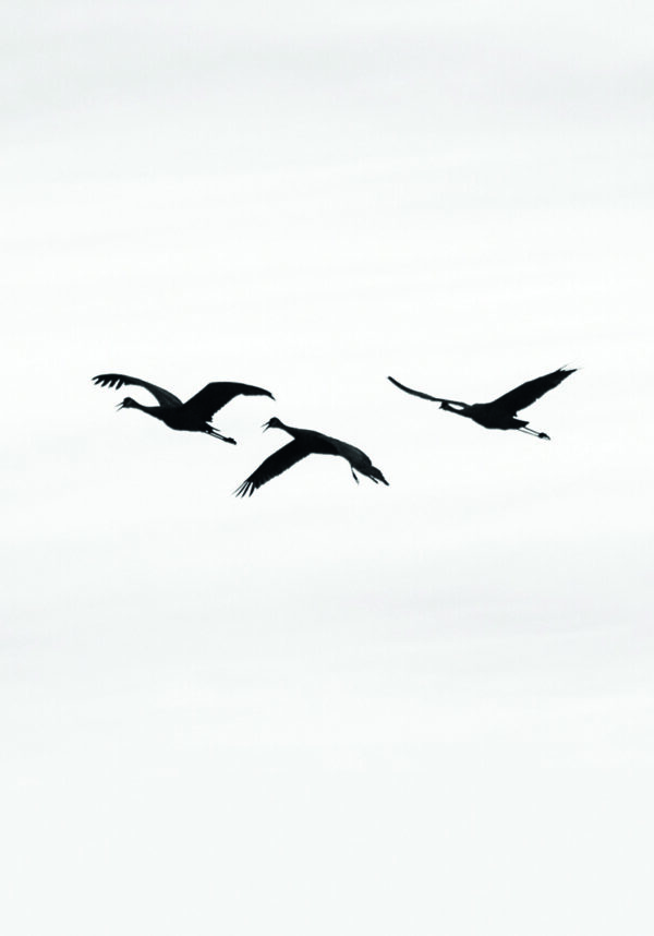 Grullas en vuelo minimalista