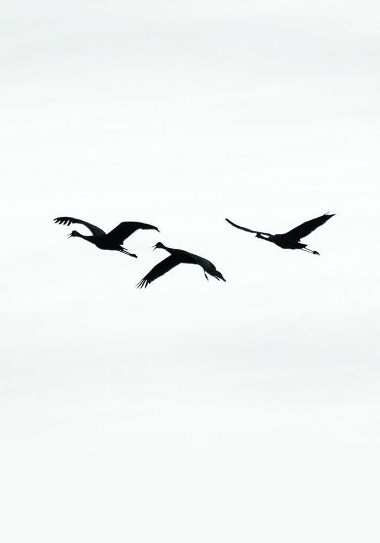 Grullas en vuelo minimalista