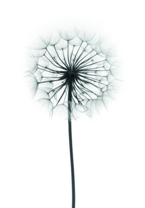 Silueta elegante de un diente de león.