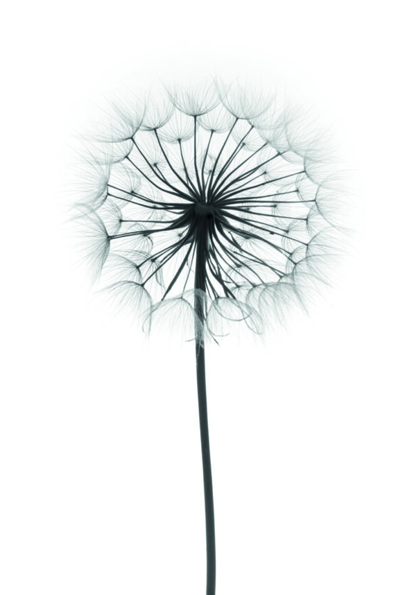 Silueta elegante de un diente de león.