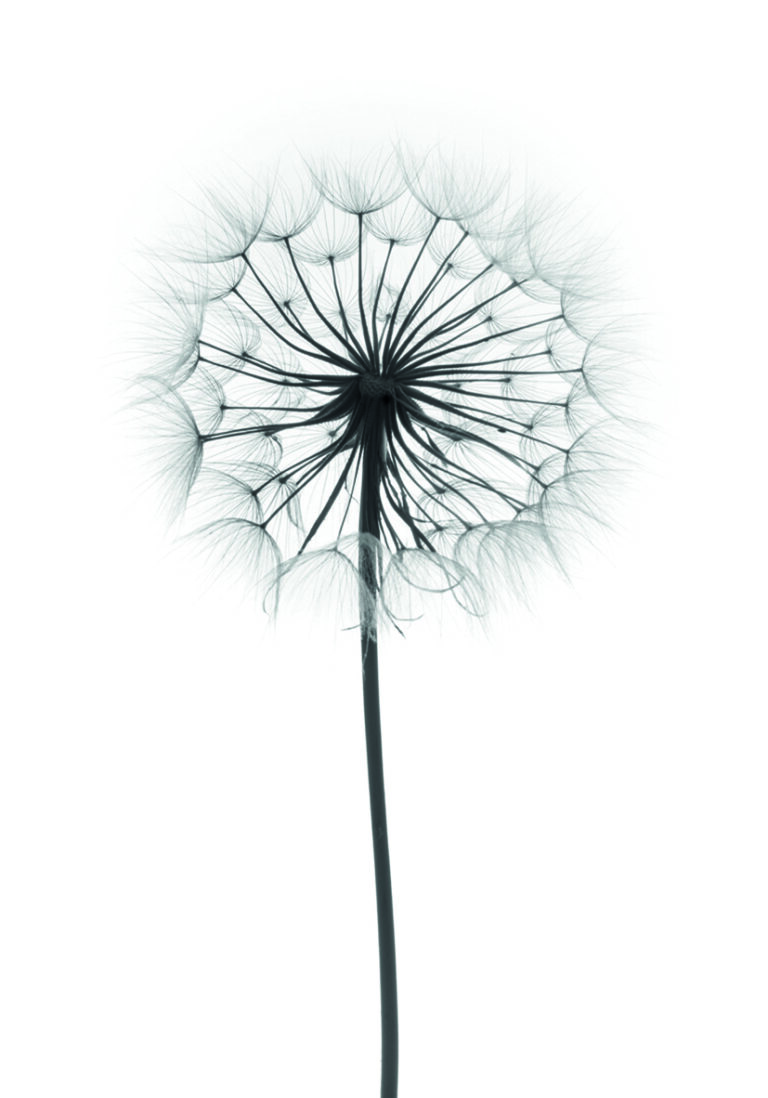 Silueta elegante de un diente de león.