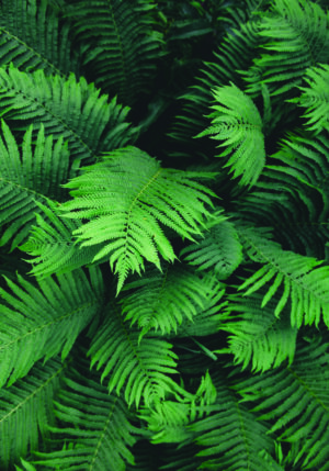 Hojas verdes de helecho exuberantes y naturales.