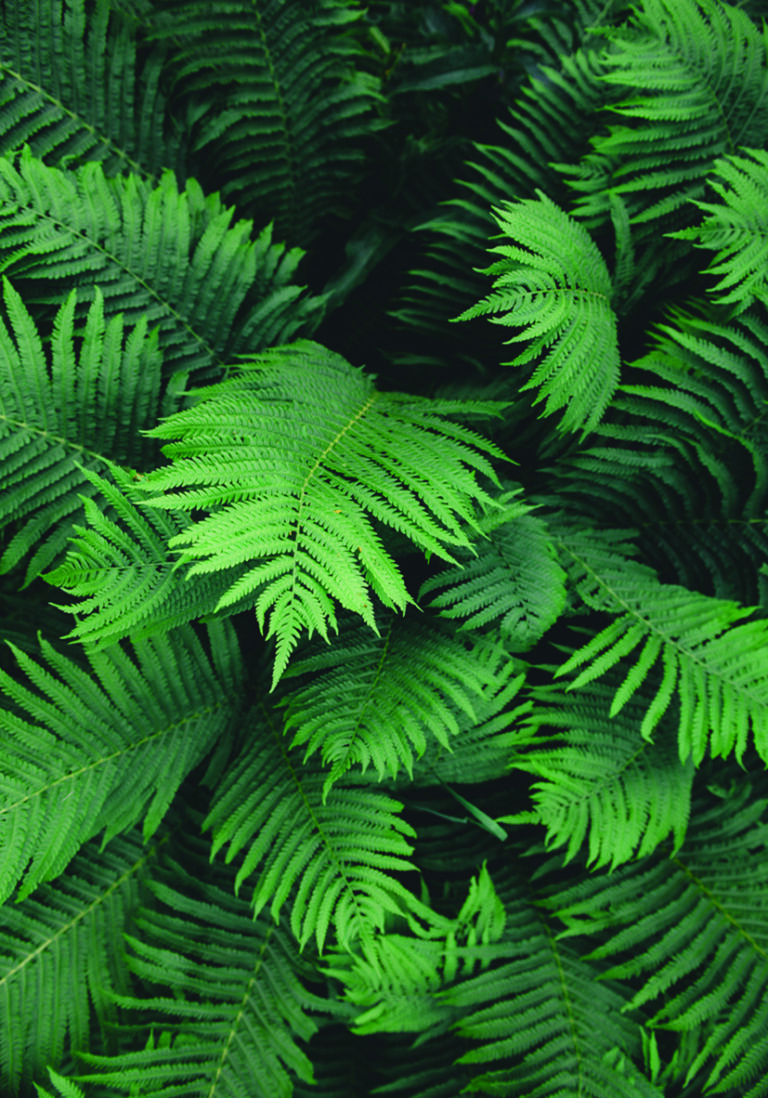 Hojas verdes de helecho exuberantes y naturales.