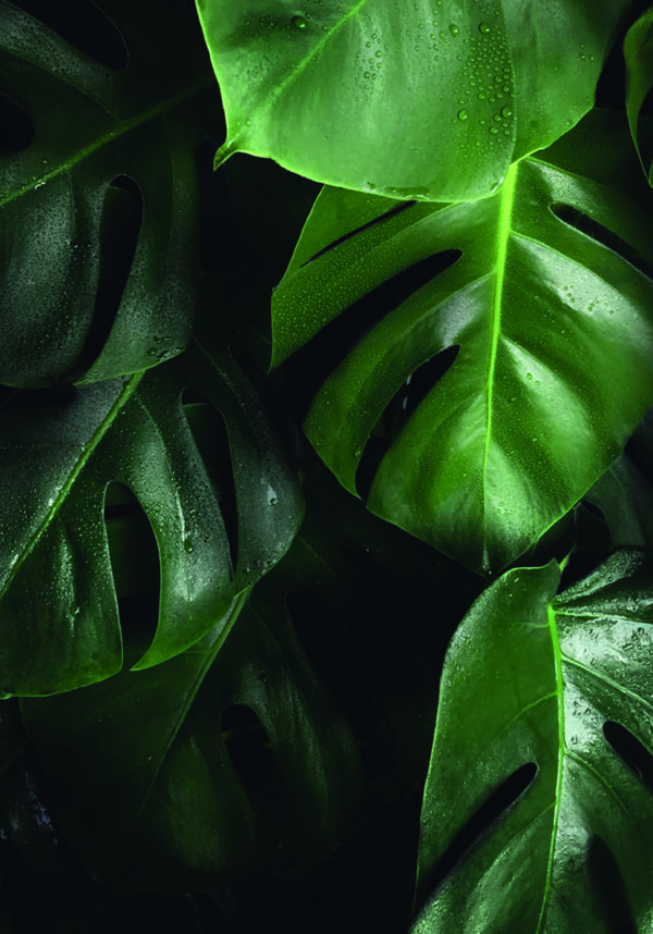 Hojas tropicales de monstera con gotas de agua frescas.