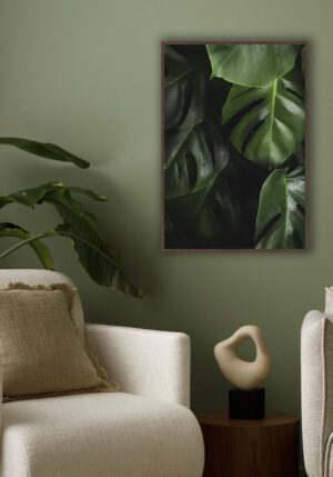 Hojas tropicales de monstera con gotas de agua frescas.